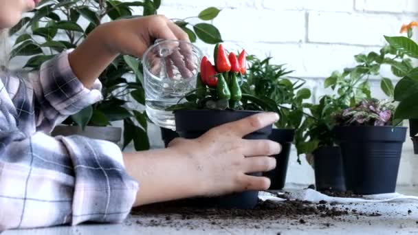 Kid Planting Pepper in Pot, Child Watering Plants, Teenager Girl in Agriculture — Stock Video