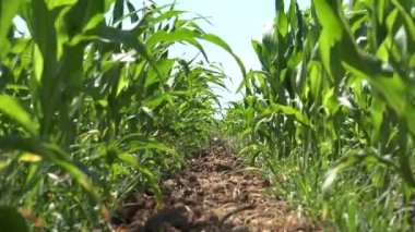 Mısır tarlası, ekili arazi, tahıl gevreği, mısır hasadı, tarım ürünleri, tarım üretimi.