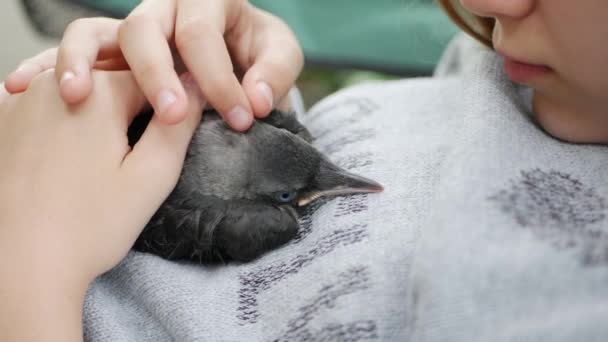 Παιδί μωρό Crow Petting, παιδί βοηθώντας ένα χαμένο κοράκι, Crow Cub στα χέρια, κορίτσι με πουλί, τα παιδιά σώζει τα ζώα — Αρχείο Βίντεο