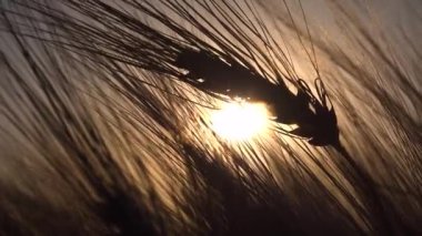 Tarım Alanında Buğday, Günbatımında Kulak, Tarımsal Görünüm Tahılları, Gündoğumunda Mısır Ürünleri, Tarım Endüstrisi