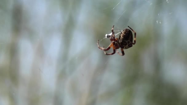 Örümcek Ağı, Doğal Çevrede Böcek, Zehirli Yırtıcı, Doğada Dua — Stok video