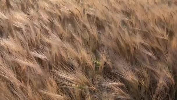 Grano in campo agricolo, Orecchio al tramonto, Cereali agricoli, Cereali all'alba, Industria agraria — Video Stock