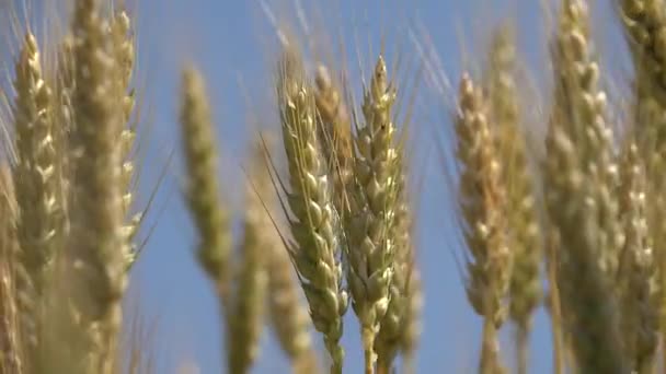 農業分野の小麦,耳,農業ビュー穀物,日の出の穀物作物,農業産業製品 — ストック動画