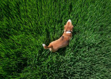 Genç av köpeği yeşil çimlerin üzerinde yürüyor. Üst hava görüntüsü..