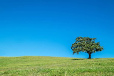 Mavi bulutsuz gökyüzü ufku olan yalnız meşe ağacı olan yeşil çimenler. Dikkatsiz doğa ya da yalnızlık konsepti imajı.
