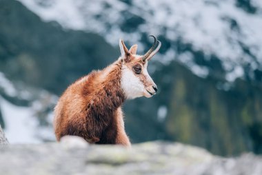 Tatra Chamois veya Kamzk vrchovsky Tatransky Tatransky, Tatra Ulusal Parkı 'ndaki (TANAP) High Tatras bölgesinde yaz başında kritik tehlike altında.