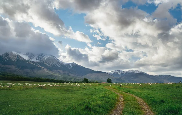 高鞑靼人 Vysoke Tatry 山区的风景与乡间道路一起拍摄 放牧着羊群 Lomnicky Stit Lomnica Peak 2634M — 图库照片