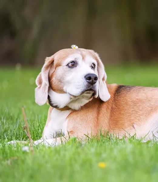 在阳光明媚的夏日 有趣的小猎犬三色旗犬躺在城市公园的绿草上 头上挂着小小的洋甘菊花 粗心大意的宠物生活概念形象 — 图库照片