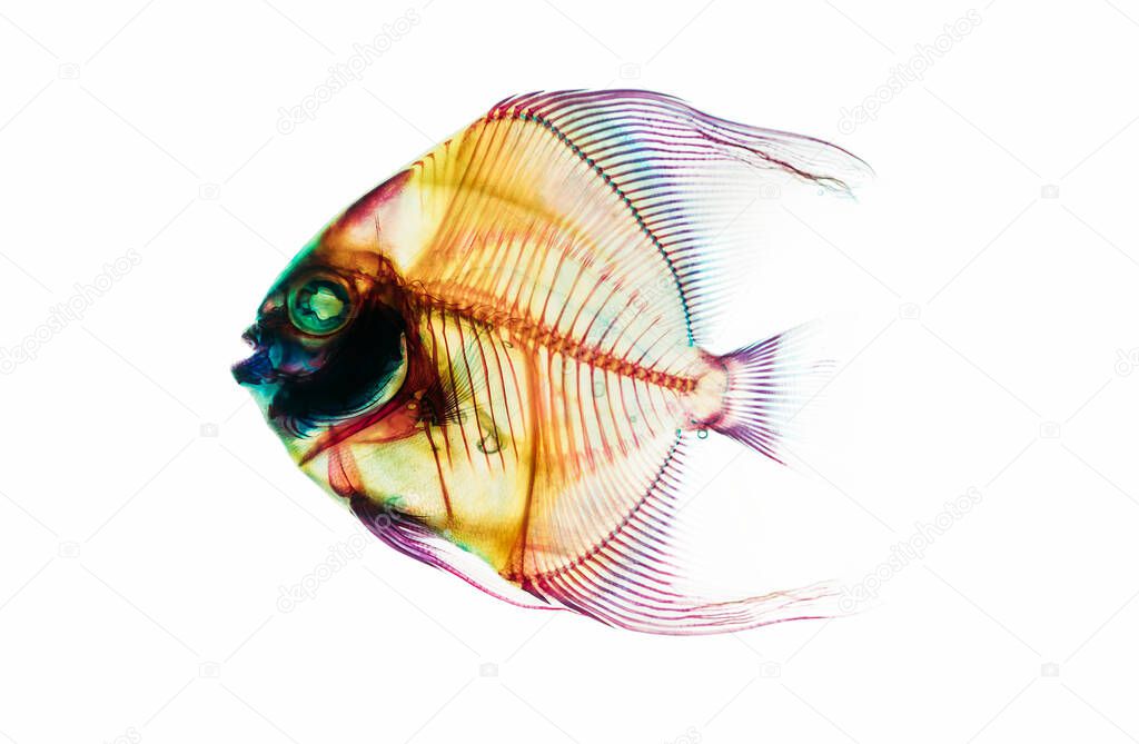Fossil prehistoric deep ocean fish skeleton isolated on the white background. Science and Earth life evolution researching concept image.