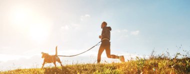 Canicross exercises. Man runs with his beagle dog at sunny morning clipart