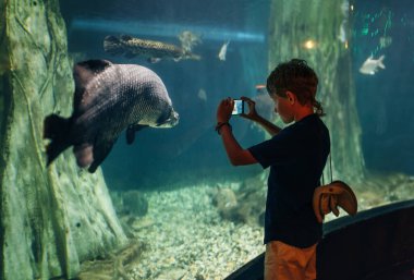 Little boy using a phone taking a photo of arapaima gigas, also known as pirarucu living in Amazon River in the underwater huge aquarium clipart