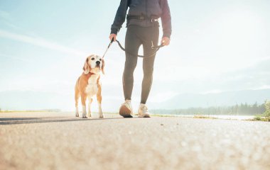Owen Prpare 'iyle koşmaya başlayan av köpeği. Cannecross eğitimi
