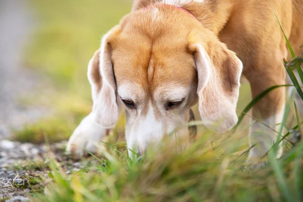 Sniffing Beagle Chiot Recherche Quelque Chose Dans Herbe — Photo