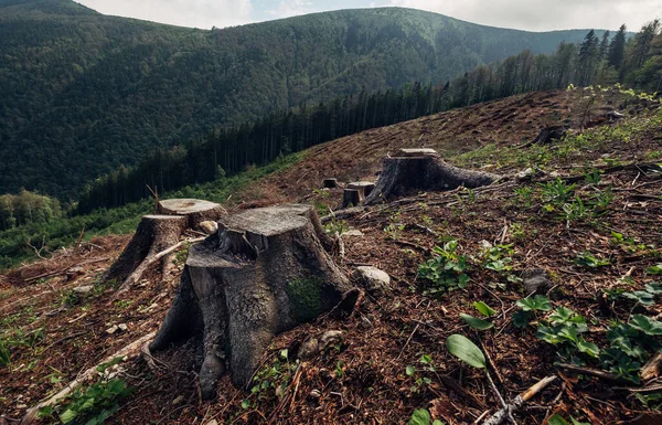Stumps Field Result Clearcutting Process Forestry Industry Slovak Republic Nature — Stock Photo, Image