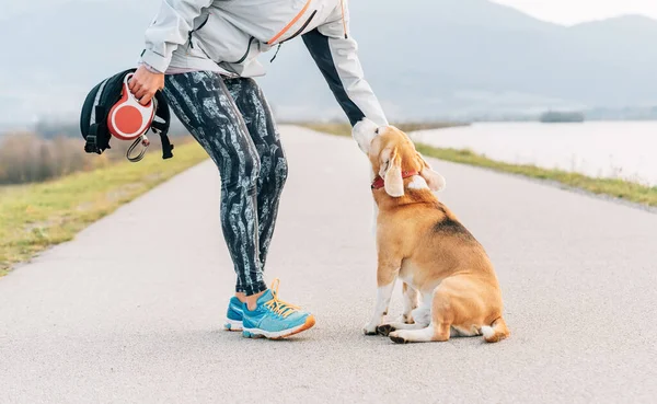 Mulher Corredor Treinando Seu Cão Beagle Antes Cannecross Manhã Exercício — Fotografia de Stock