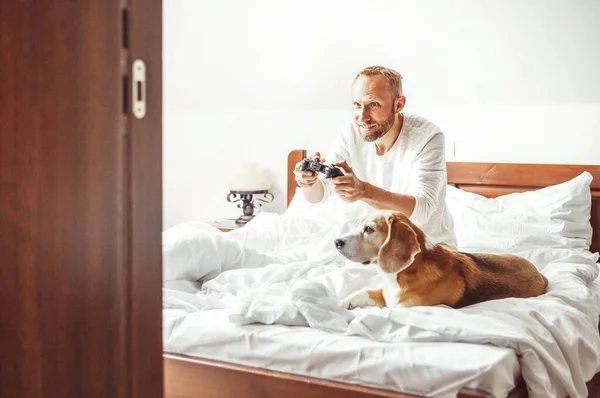 Homem Joga Jogos Sentado Cama Hora Manhã Seu Cão Beagle — Fotografia de Stock