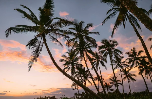 Tropikal Plajda Vanilya Gökyüzü Batımı Sri Lanka — Stok fotoğraf