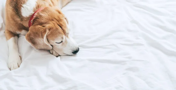 Beagle Dog Slaapt Het Heldere Witte Bed Blad Bovenaanzicht — Stockfoto