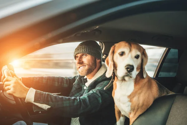Man Riding Car His Beagle Dog Sit Him — Stock Photo, Image