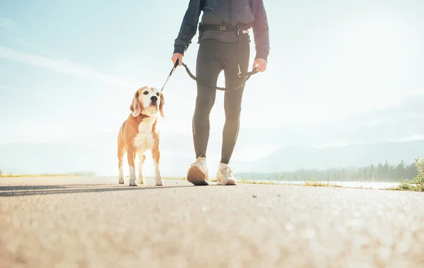 Beagle Perro Con Prpare Owenr Para Empezar Correr Entrenamiento Cannecross —  Fotos de Stock