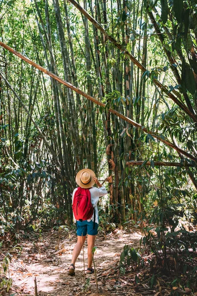 Sırt Çantalı Bir Kadın Ormanda Yürürken Bambu Ormanının Üst Dallarına — Stok fotoğraf