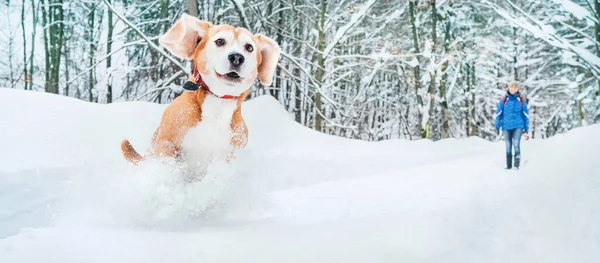 Perro Beagle Activo Corriendo Nieve Profunda Caminatas Invierno Con Mascotas —  Fotos de Stock