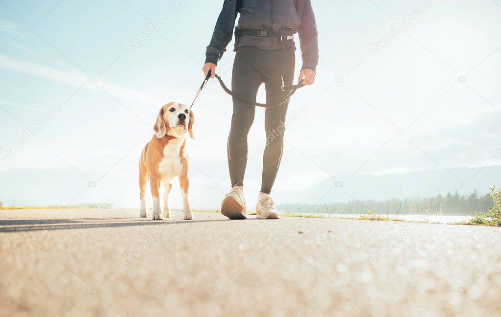 Beagle dog with his owenr prpare to start running. Cannecross training