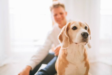 Beagle köpek portresi. İçtenlikle gülen bir genç adam yerde oturuyor. Arka plana odaklanmamış..