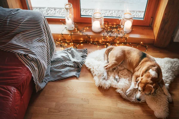 Beagle Hond Glijden Schapenvacht Vloer Gezellige Huiselijke Sfeer Met Kaarsen — Stockfoto