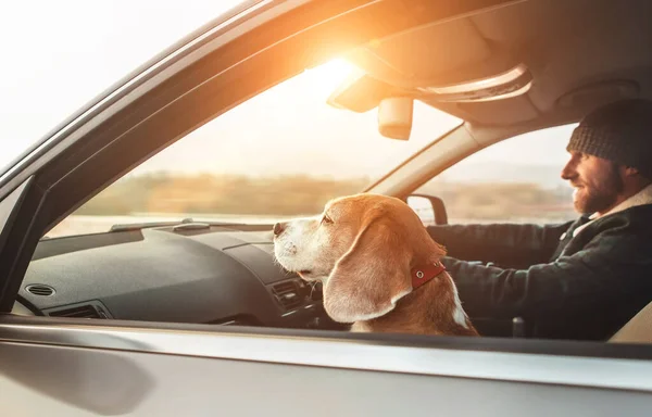 Uomo Macchina Suo Cane Beagle Siedono Dentro Con Lui Viaggiare — Foto Stock