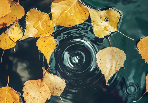 Grande Queda Caindo Poça Deixando Círculo Radial Superfície Com Folhas — Fotografia de Stock