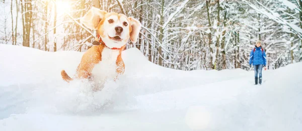 Perro Beagle Activo Corriendo Nieve Profunda Caminatas Invierno Con Mascotas — Foto de Stock