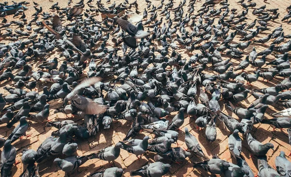 Énormes Pigeons Affluent Nourrissant Sur Célèbre Place Katmandou Avec Boudhanath — Photo