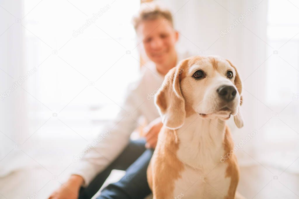 Beagle dog portrait with Sincerely laughing young man sitting on the floor unfocused on the background.