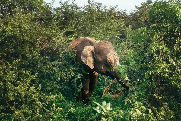 Terneros Elefantes Comiendo Arbustos Selváticos Parque Natural Nacional Udawalawe Sri — Foto de Stock