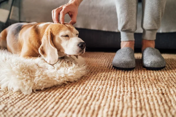 小猎犬的主人爱抚它的宠物 爱抚它躺在地板上 享受温暖的家的氛围 — 图库照片