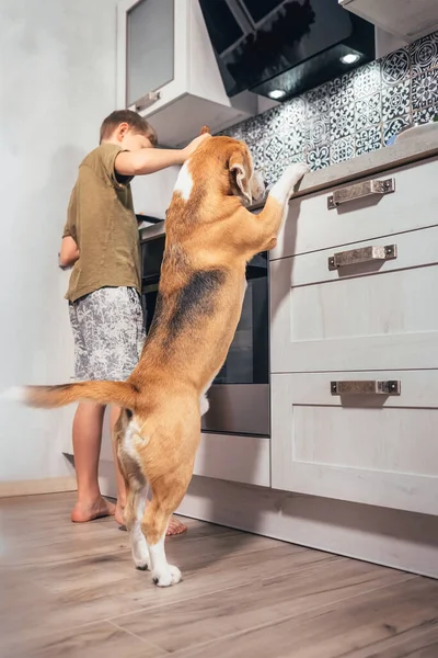 Αγόρι Ετοιμάζεται Ομελέτα Για Τον Εαυτό Του Αλλά Beagle Σκυλί — Φωτογραφία Αρχείου
