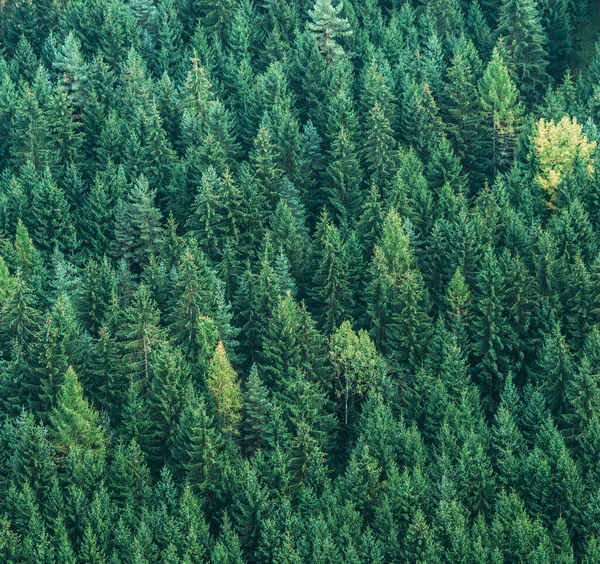 Aerial view of green spruce trees forest. Ecology nature concept background image.