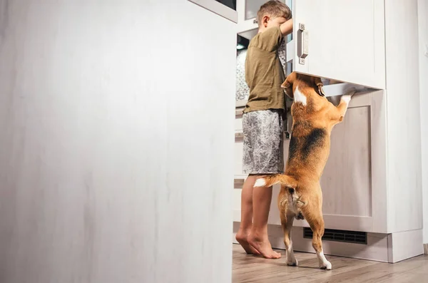 Little School Boy Beagle Dog Trying Find Somthing Eatable Kitchen — стоковое фото