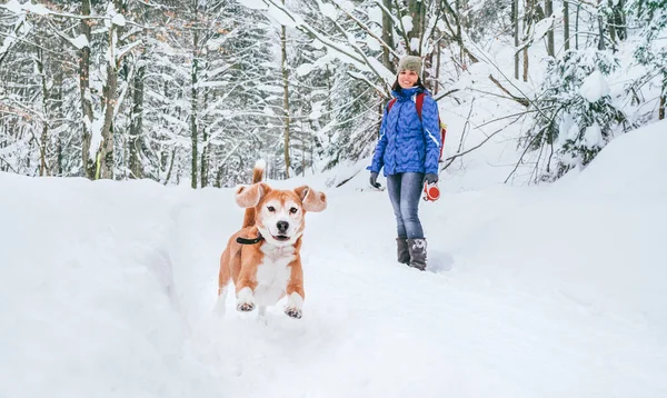 Derin Karda Koşan Aktif Köpeği Kadın Sahibi Bakıyor Gülümsüyor Evcil — Stok fotoğraf