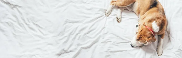 Beagle Dog Slaapt Het Heldere Witte Bed — Stockfoto