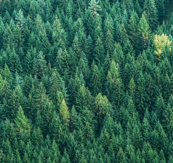 Veduta Aerea Della Foresta Verde Abeti Rossi Ecologia Natura Concetto Foto Stock