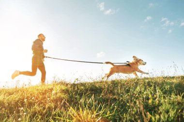 Canicross exercises. Man runs with his beagle dog. Outdoor sport activity with pet clipart