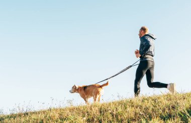 Morning Canicross exercise. Man runs with his beagle dog.  clipart