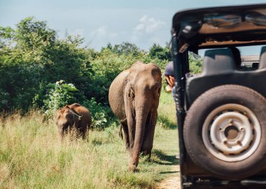 Sri Lanka 'daki Ulusal Doğa Parkı Udawalawe' de safaride Elefler