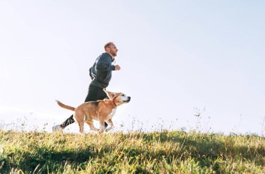 Man runs with his beagle dog. Morning Canicross exercise. clipart