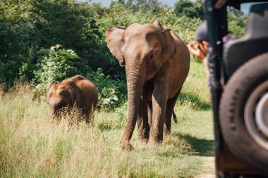 Sri Lanka 'daki Ulusal Doğa Parkı Udawalawe' de Elefler safarisi