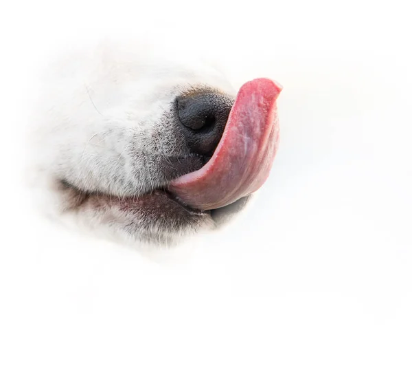 Hondenneus Tonge Crope Afbeelding Witte — Stockfoto