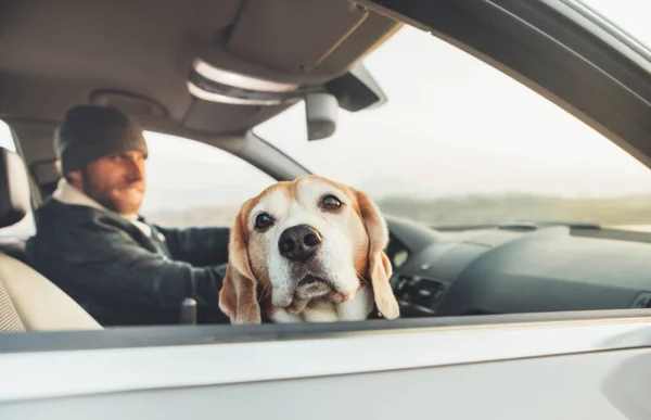 Divertente Cane Beagle Che Viaggia Con Suo Proprietario Guarda Fuori — Foto Stock