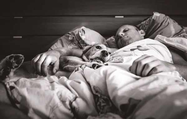 Beagle dog sleep in bed with his owner black and white image